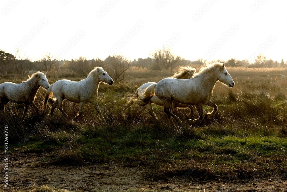 Obraz premium Camargue Horses standing in Swamp, Saintes Marie de la Mer in South East of France