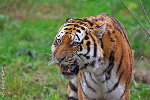 Siberian Tiger  panthera tigris altaica  Portait with open Mouth  Defense Posture