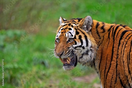 Siberian Tiger  panthera tigris altaica  Portait with open Mouth  Defense Posture