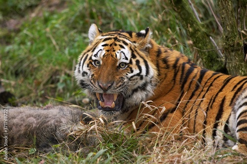 Siberian Tiger  panthera tigris altaica with a Kill  a Wild boar