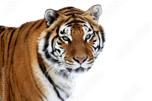 Siberian Tiger, panthera tigris altaica, Portrait on Snow