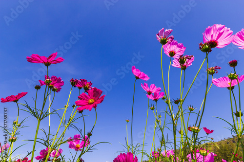 Pink cosmos flowers in the garden with blue sky  background