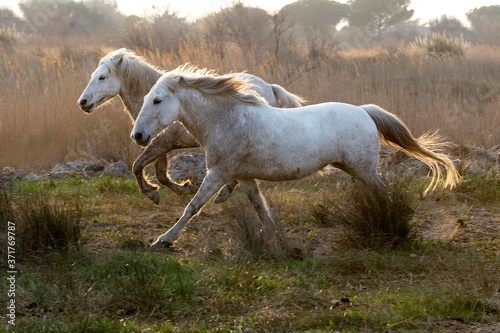 Camargue Horses standing in Swamp, Saintes Marie de la Mer in South East of France