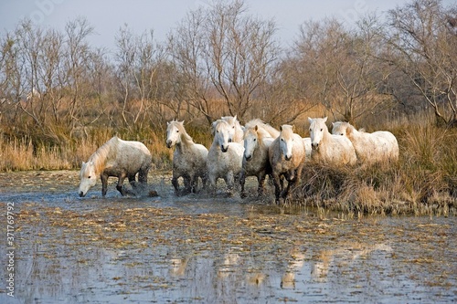 Fototapeta Naklejka Na Ścianę i Meble -  Camargue Horses standing in Swamp, Saintes Marie de la Mer in South East of France