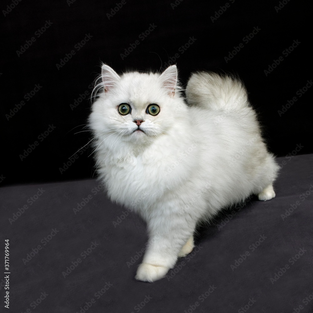 Chinchilla Persian Domestic Cat against Black Background