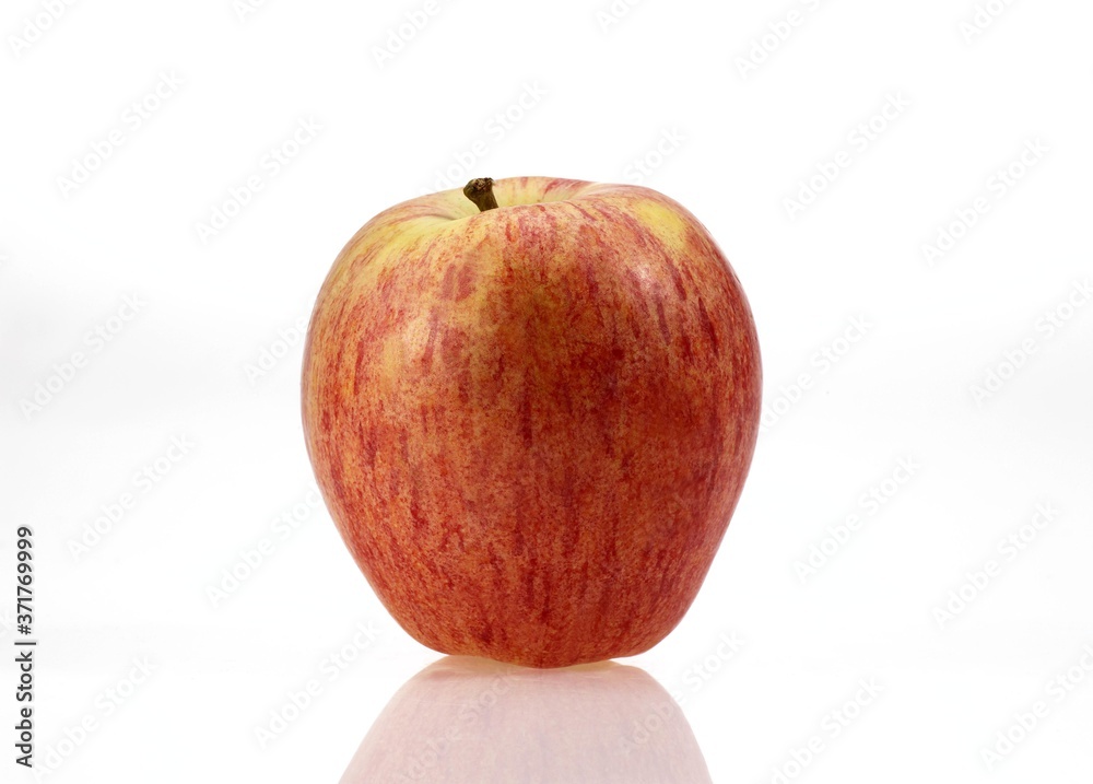 Starling Apple, malus domestica against White Background Starling Apple, malus domestica against White Background