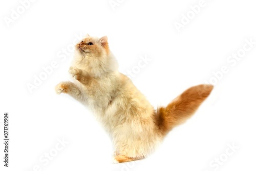 Red Birmanese Domestic Cat playing against White Background photo