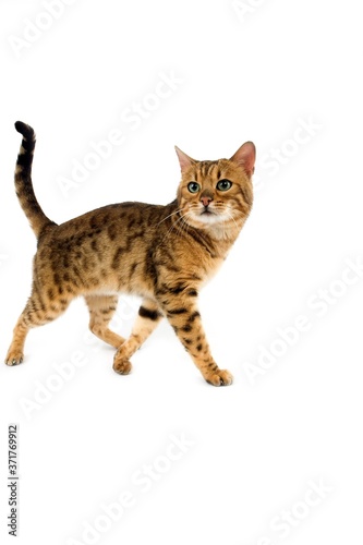 Brown Spotted Tabby Bengal Domestic Cat against White Background R