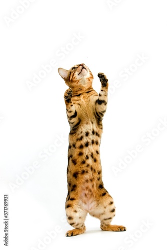 Brown Spotted Tabby Bengal Domestic Cat against White Background R