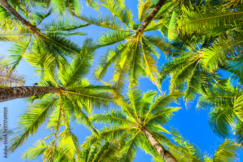 Coconut palms tropical background  Boracay island