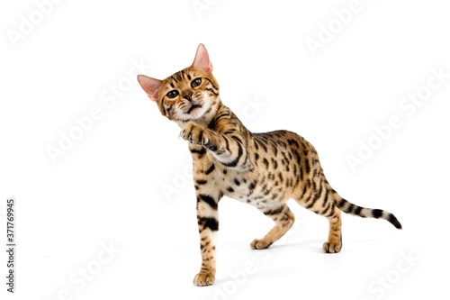 Brown Spotted Tabby Bengal Domestic Cat against White Background R