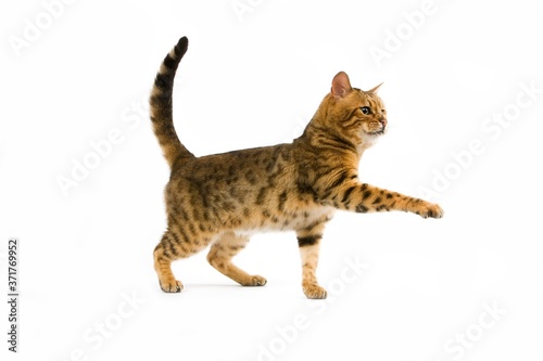 Brown Spotted Tabby Bengal Domestic Cat against White Background R © slowmotiongli