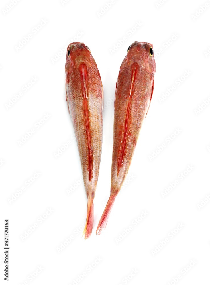 Red Gurnard, trigla cuculus, Fresh Fishes against White Background