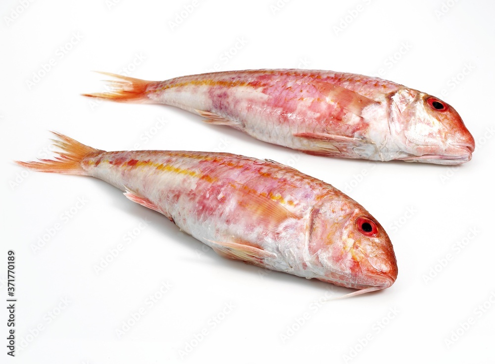Red Mullet, mullus surmuletus, Fresh fishes against White Background Red Mullet, mullus surmuletus, Fresh fishes against White Background