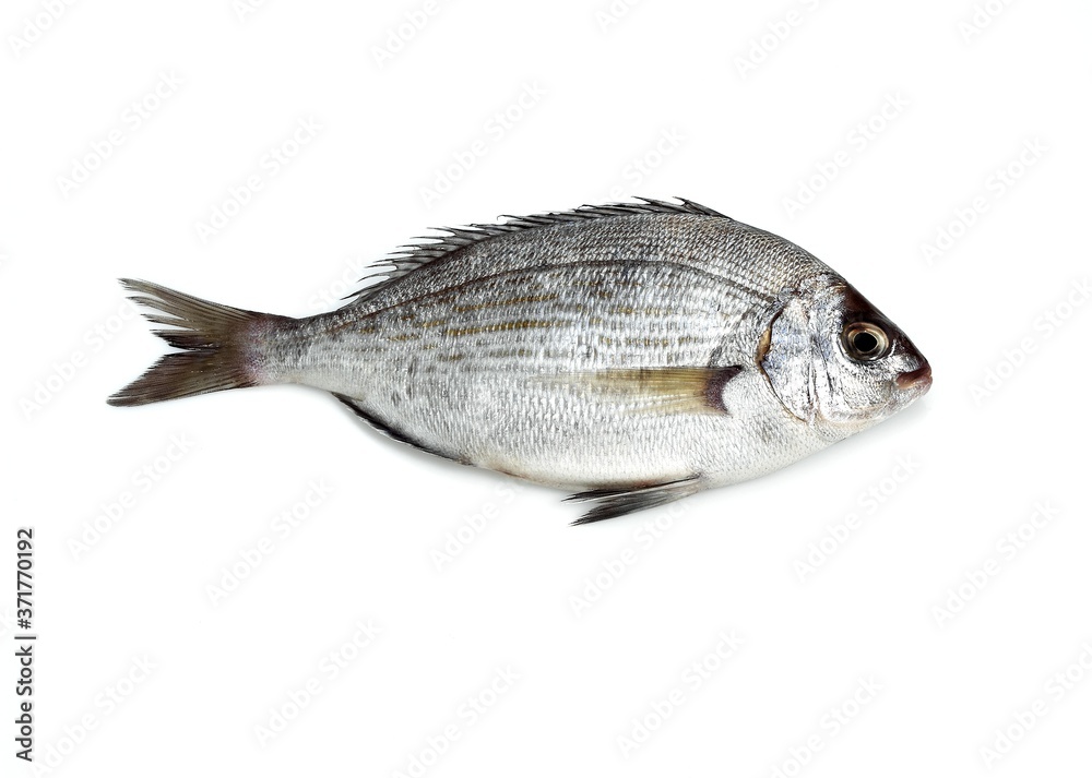 Grey Sea Bream, spondyliosoma cantharus, Fresh Fish against White Background Grey Sea Bream, spondyliosoma cantharus, Fresh Fish against White Background