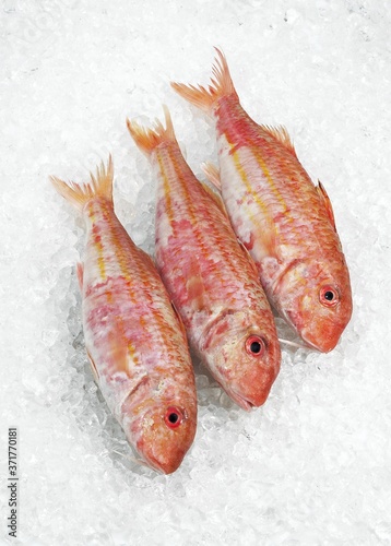 Red Mullet, mullus surmuletus, Fresh fishes on Ice