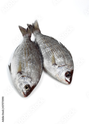 Grey Sea Bream, spondyliosoma cantharus, Fresh Fishes against White Background