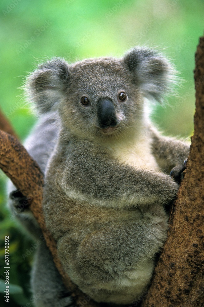 Fototapeta premium Koala, phascolarctos cinereus, Adult standing on Branch