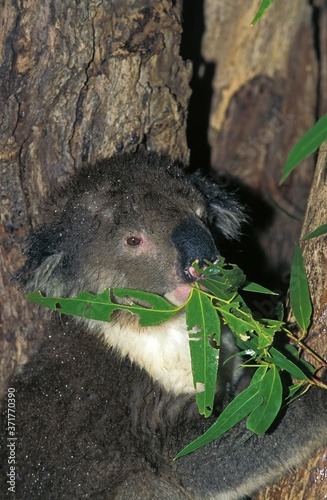 Photography Koala, phascolarctos cinereus, Adult eating a Leaf or Eucalyptus