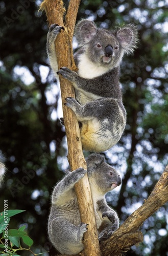 Fototapeta Naklejka Na Ścianę i Meble -  Koala, phascolarctos cinereus, Aduls standing on Branch
