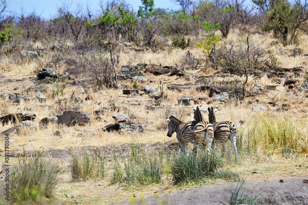 Zebra im Krüger-Nationalpark in Südafrika 