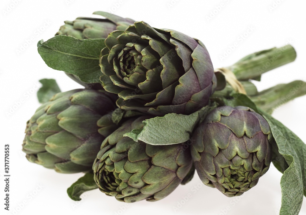 Obraz premium Artichoke, cynara scolymus against White Background