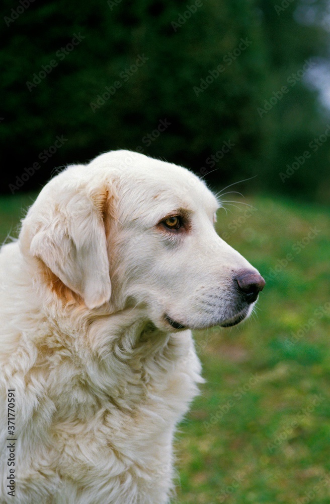 Polish Tatra Sheepdog, Portrait of Dog