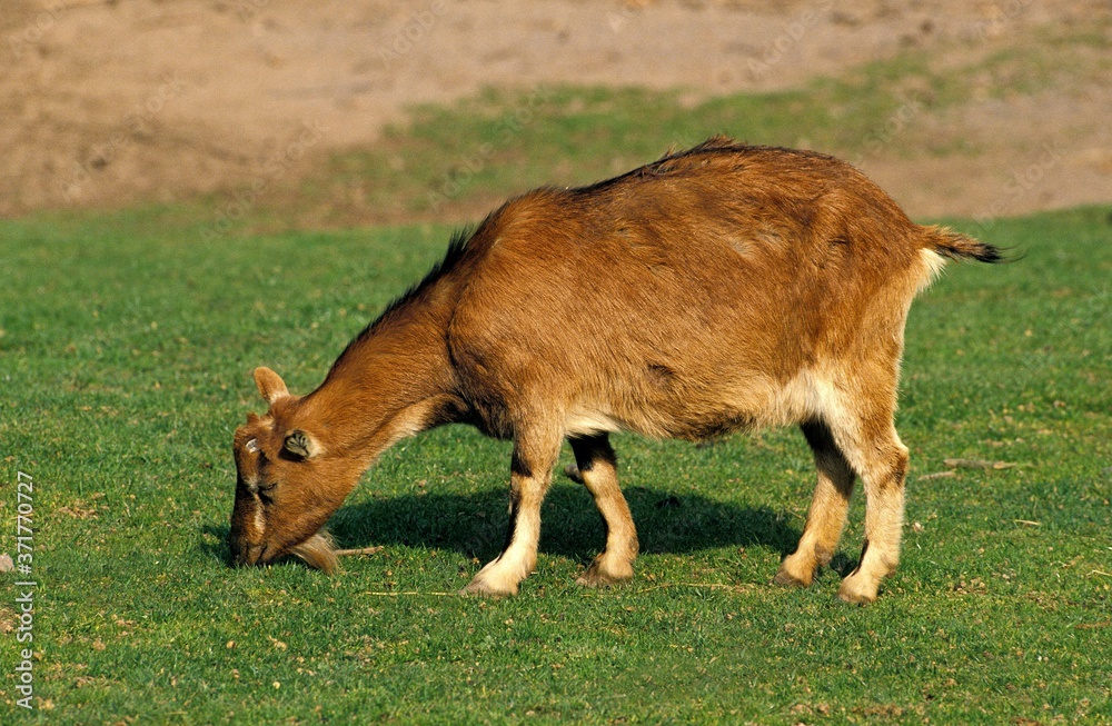 Fototapeta premium Domestic Goat