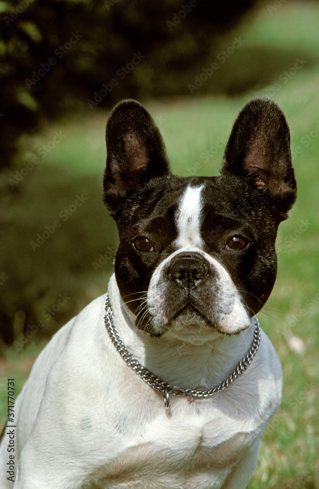 French Bulldog, Portrait of Dog with Collar