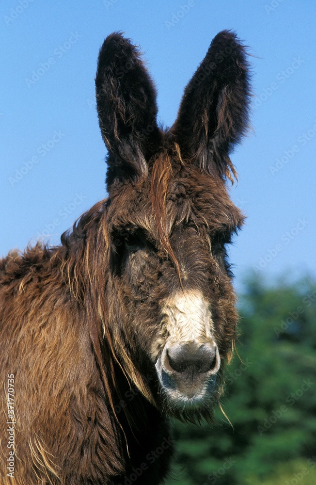 Poitou Domestic Donkey or The Baudet du Poitou, a French Breed Poitou Domestic Donkey or The Baudet du Poitou, a French Breed