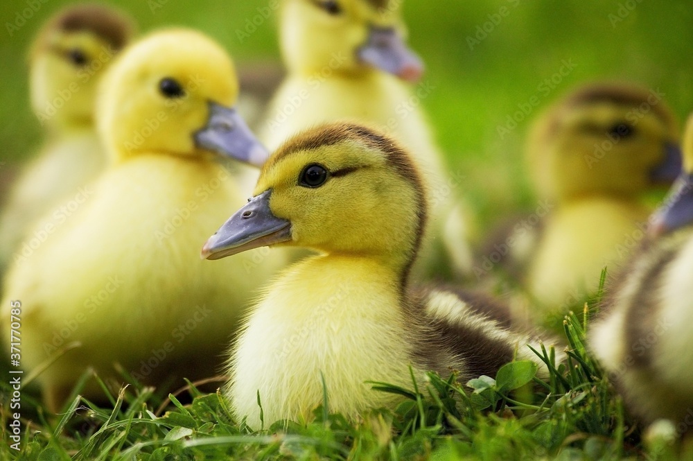 Muskovy Duck, cairina moschata, Ducklings Muskovy Duck, cairina moschata, Ducklings