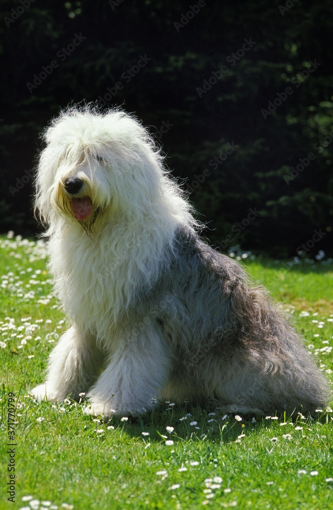 Bobtail Dog or Old English Sheepdog, sitting on Grass