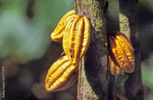 Cacao Tree, theobroma cacao, Cocoa fruits, Mexico