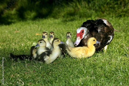 Muskovy Duck, cairina moschata, Mother and Ducklings © slowmotiongli