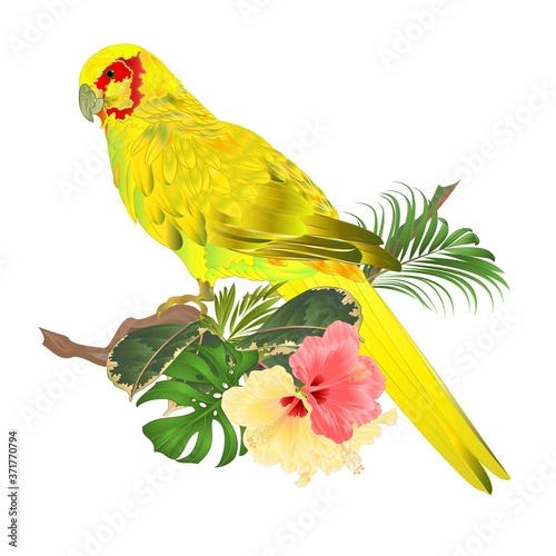 Bird Parrot in Yellow Indian Ringneck  on branch with tropical flowers hibiscus, palm,philodendron watercolor on a white background vintage vector illustration editable Hand draw