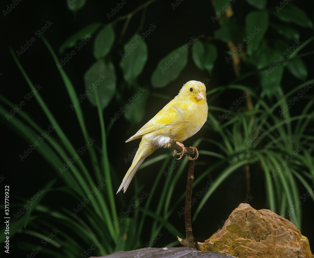 Malinois Canary or Song Canary, serinus canaria Malinois Canary or Song Canary, serinus canaria