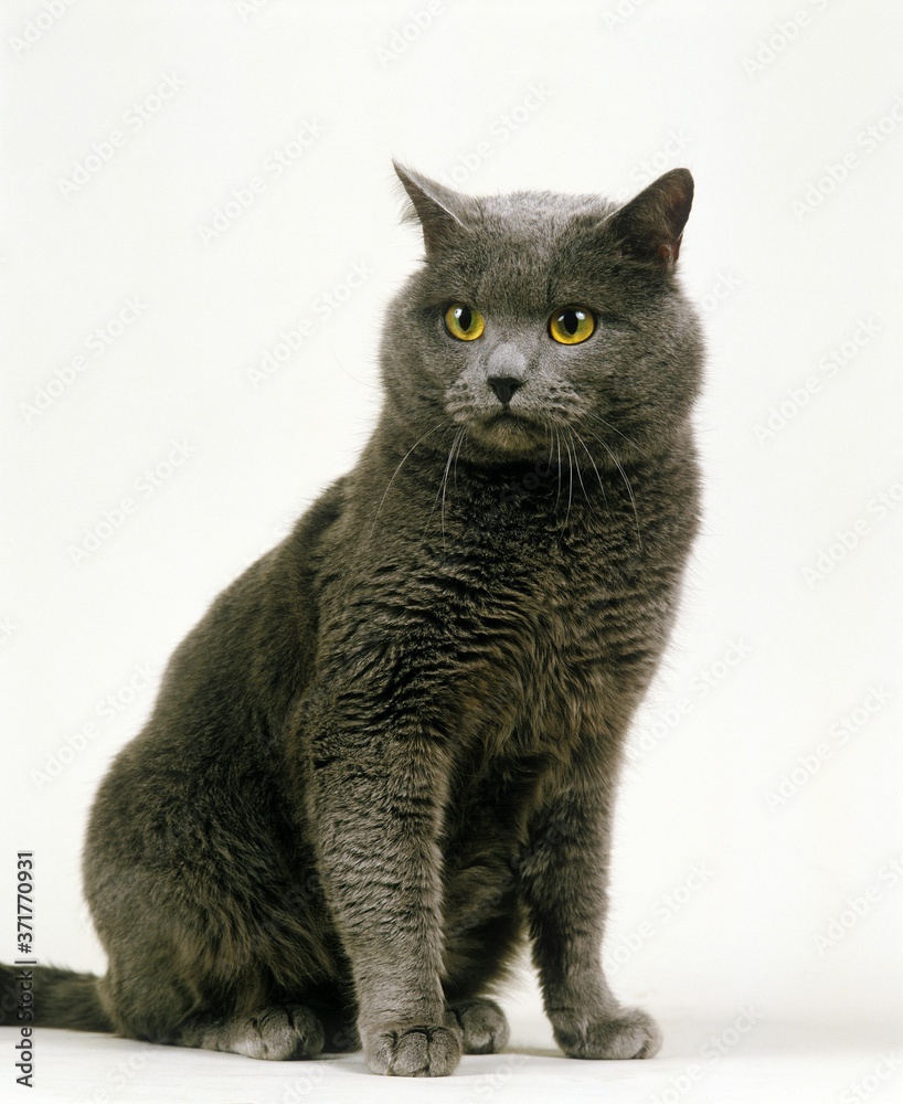 Chartreux Domestic Cat sitting against White Background
