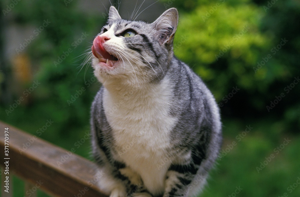 Domestic Cat Licking its Chops Domestic Cat Licking its Chops