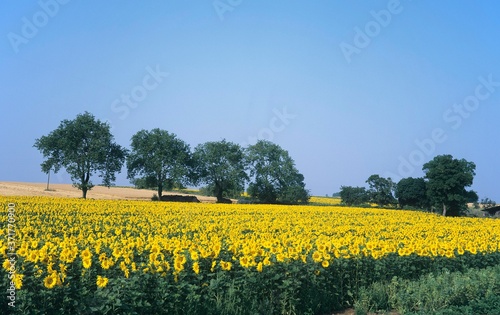 Sunflower Field, helianthus sp, in Normandy