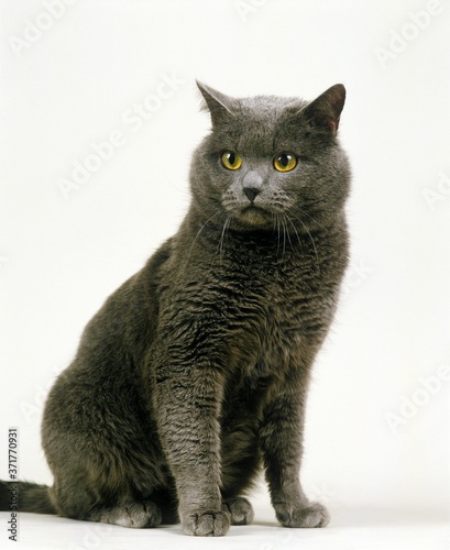 Chartreux Domestic Cat sitting against White Background
