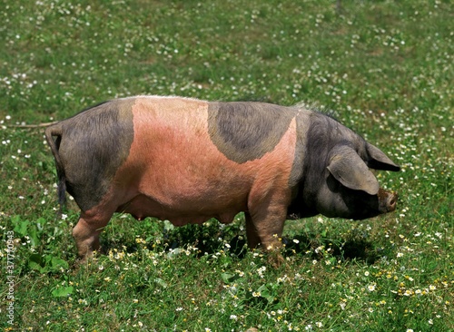 Limousin Domestic Pig, a French Breed, Female with wild Flowers photo