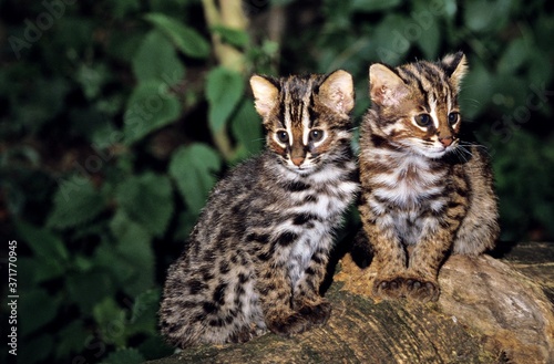 Fototapeta Naklejka Na Ścianę i Meble -  Amur Leopard Cat or Siberian Leopard Cat, prionailurus bengalensis euptilura, Cub
