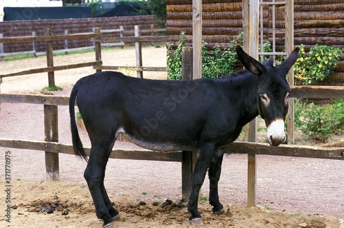 French Donkey Breed called Grand Noir du Berry