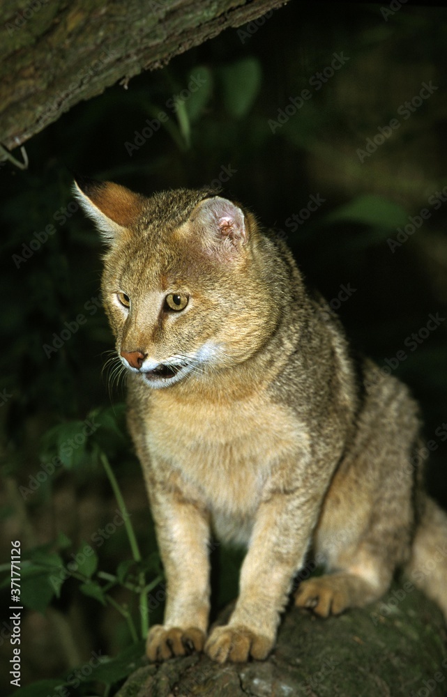 Fototapeta premium Jungle Cat, felis chaus