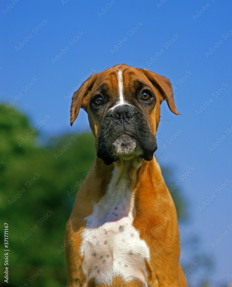 Boxer Dog, Portrait of Pup