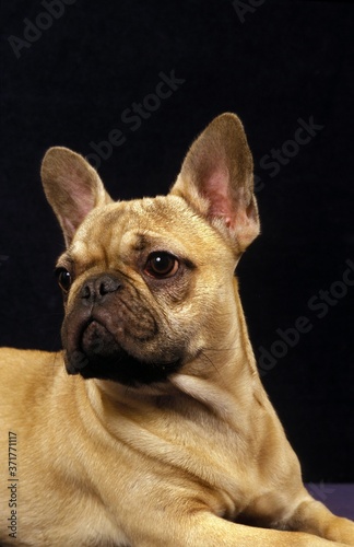 French Bulldog, Portrait of Dog