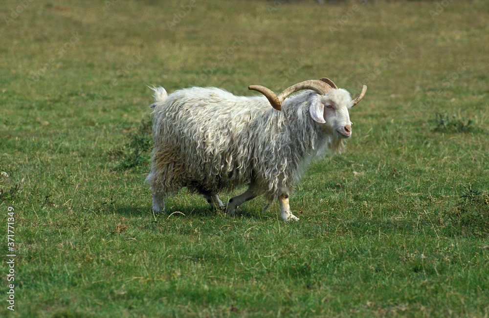 Obraz premium Angora Domestic Billy goat, Breed producing the Mohair Wool