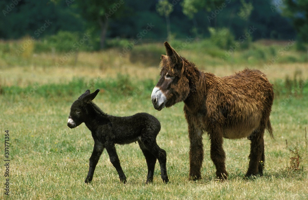Poitou Domestic Donkey or The Baudet du Poitou, a French Breed, Mother and Foal Poitou Domestic Donkey or The Baudet du Poitou, a French Breed, Mother and Foal