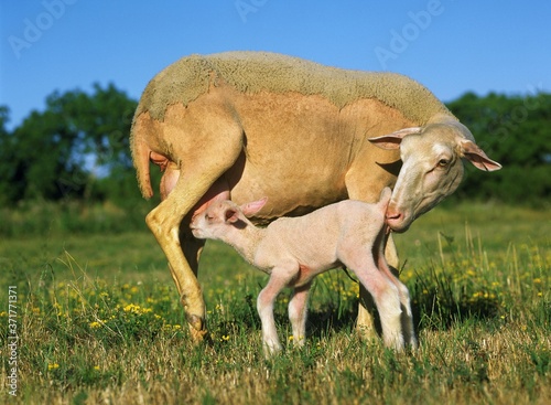 Domestic Sheep  Ewe and Lamb Suckling