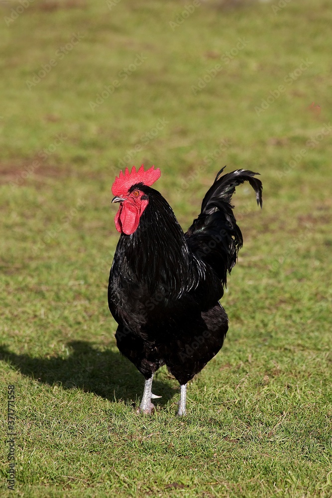 Cotentine Rooster, Domestic Chicken's Breed from Contentin, Normandy